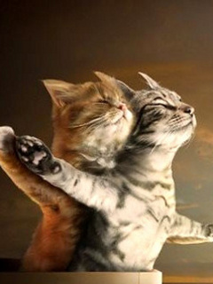 preview of Titanic Cats.jpg